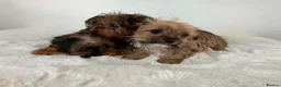 Sealyham Terrier dogs for sale: Sealyham miniture terrier - Advert 2