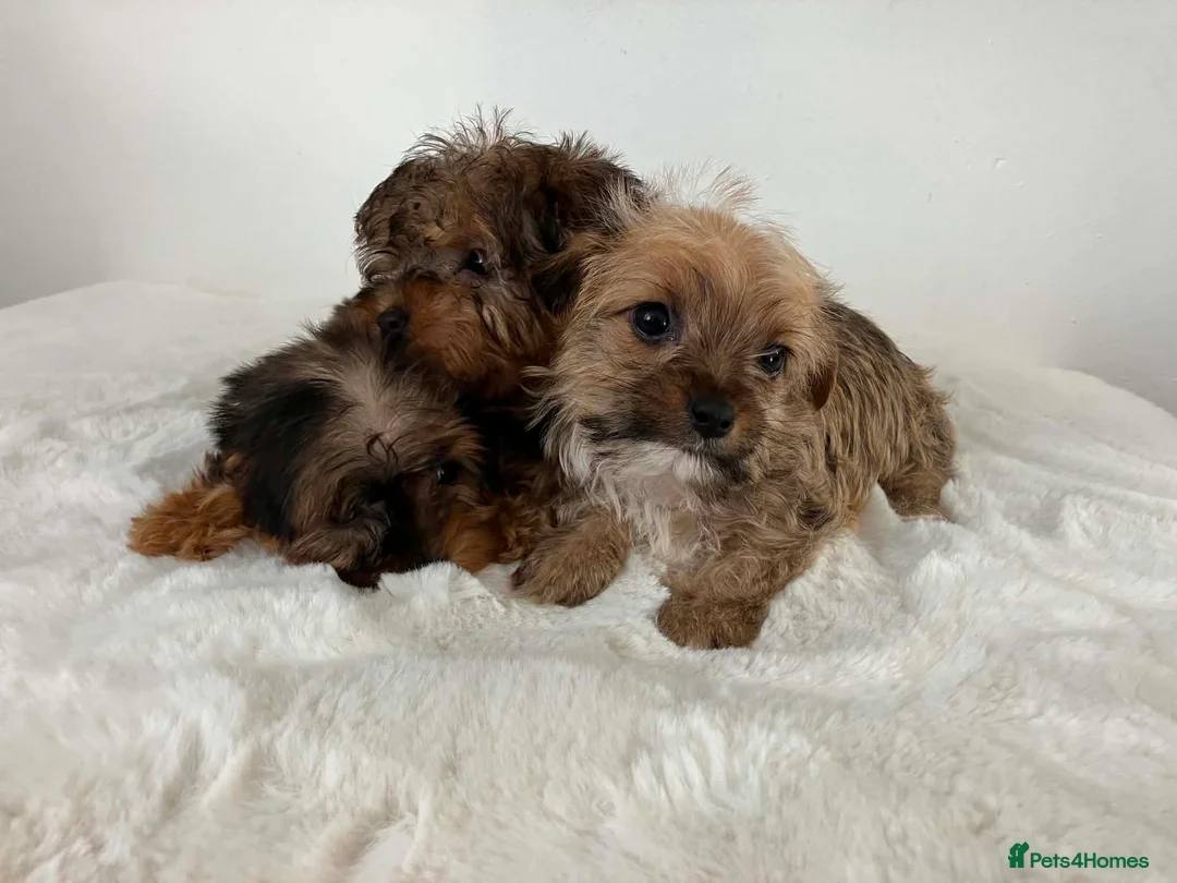 Sealyham Terrier dogs for sale: Sealyham miniture terrier - Advert 2
