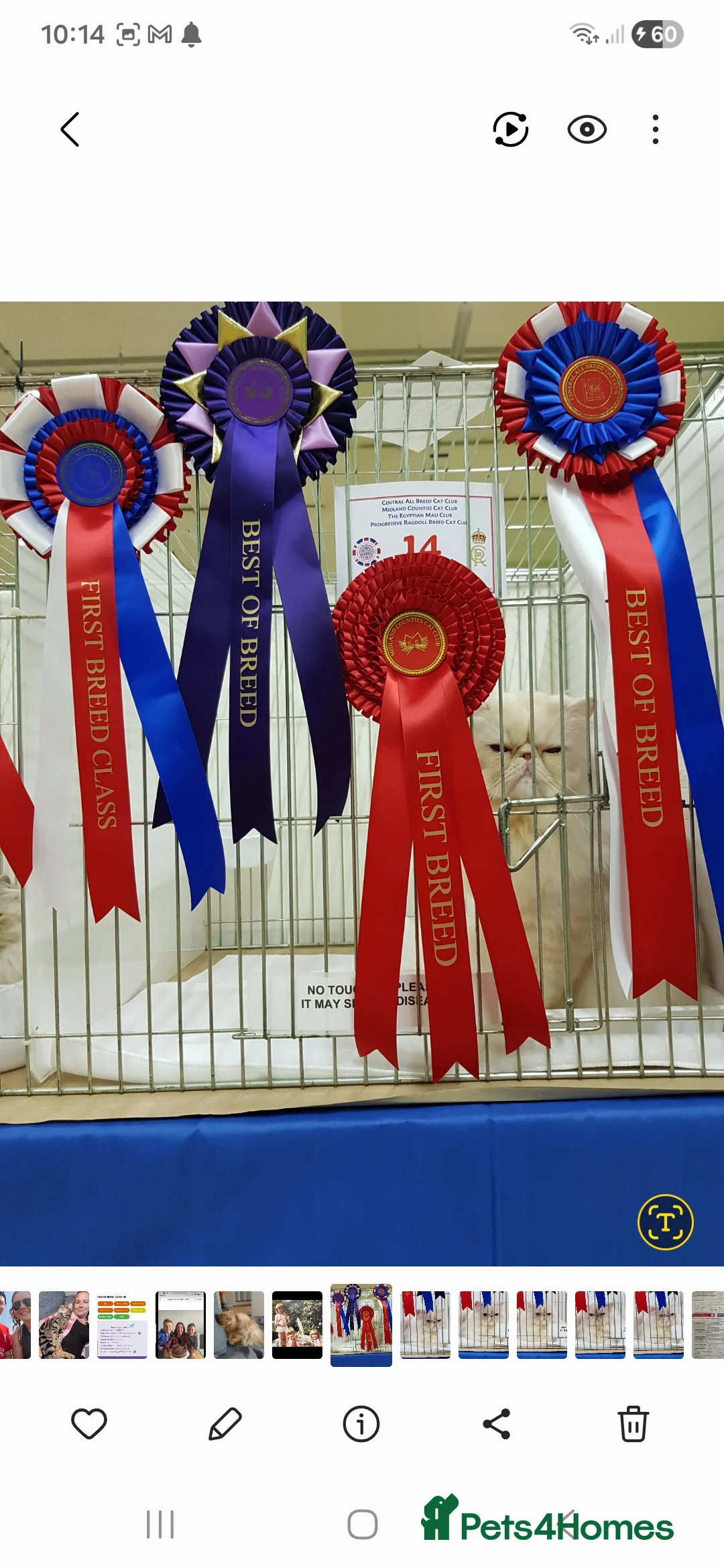 Persian cats for sale: Grand champion cameo male persian - Advert 6