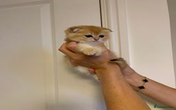 Scottish Fold cats for sale: LUXURY GOLDEN CHINCHILLA SCOTTISH FOLD KITTENS  - Image 2