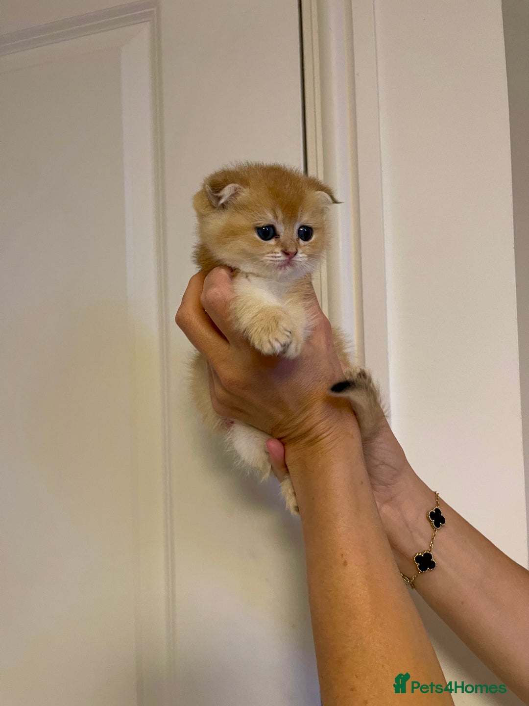 Scottish Fold cats for sale: LUXURY GOLDEN CHINCHILLA SCOTTISH FOLD KITTENS  - Image 2