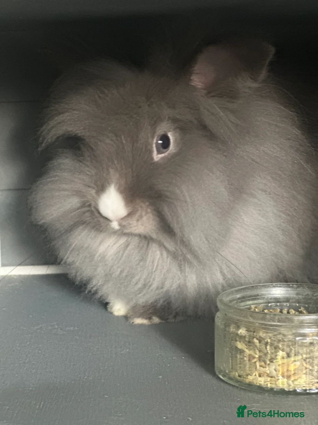 Lionhead rabbits for sale: Lionhead girl  - Advert 3