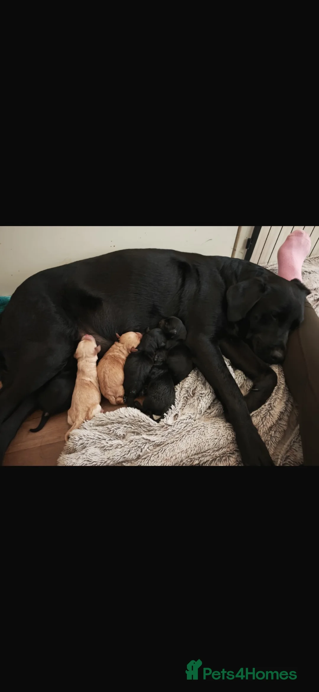 Labrador Retriever dogs for sale: Kc reg labradors - Advert 2