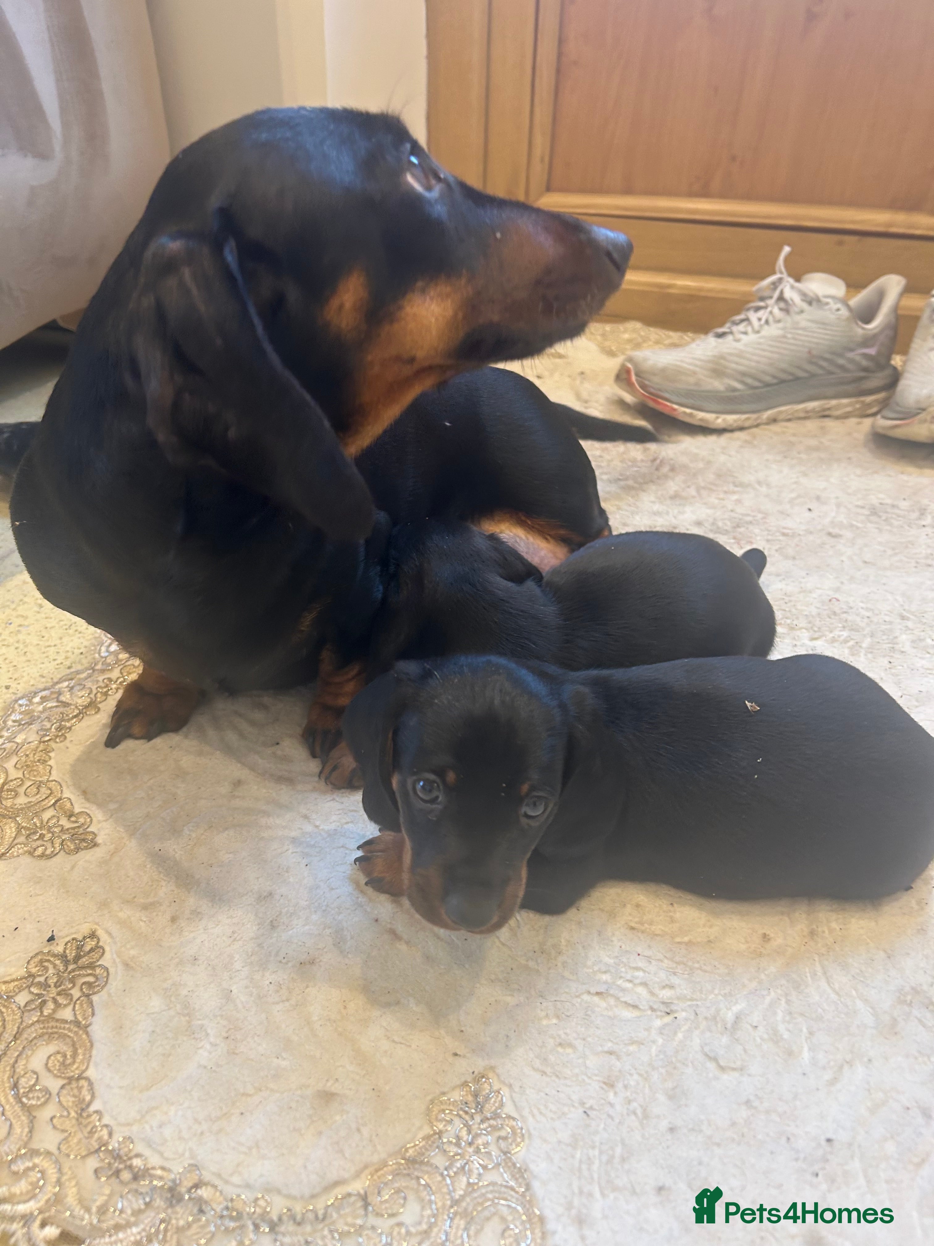 Dachshund dogs 4 beautiful puppies 2 girls 2 boys blk and tan  - Advert 1