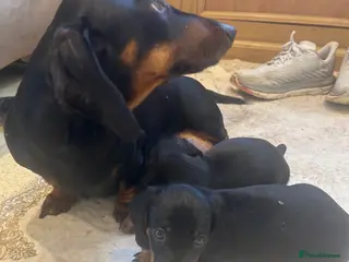 Dachshund dogs 4 beautiful puppies 2 girls 2 boys blk and tan - Advert 5