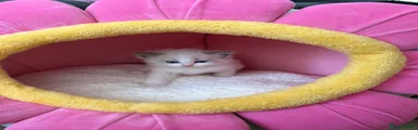 Ragdoll 6