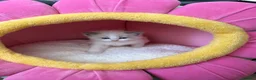 Ragdoll cats for sale: 7 Stunning Baby Ragdolls - Advert 8