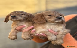 Cocker Spaniel dogs for sale: Kc reg Golden working cocker spaniel puppies  - Advert 6