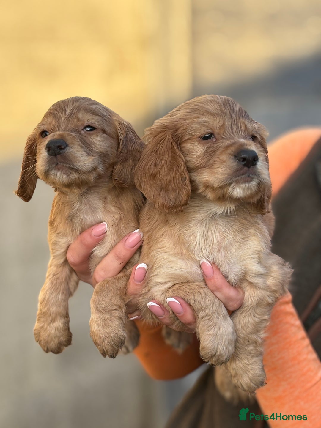 Cocker Spaniel dogs for sale: Kc reg Golden working cocker spaniel puppies  - Advert 6