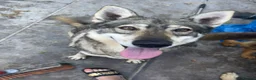 Saarloos Wolfdog dogs for sale: Female saarloo wolf dog looking for a home.❤️ - Advert 2