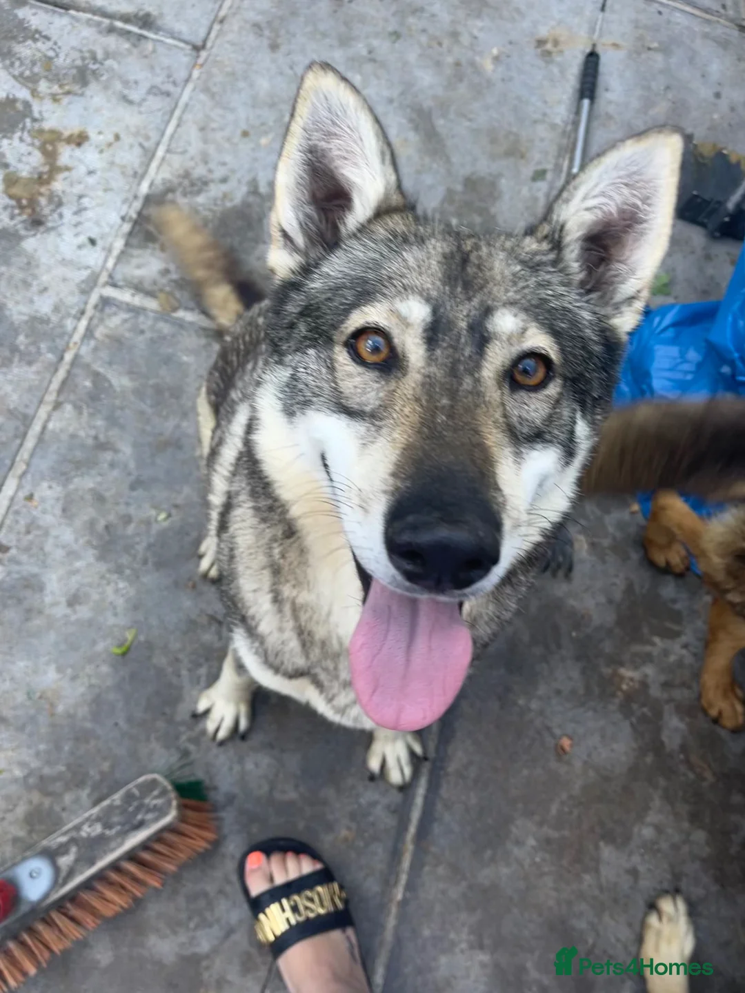 Saarloos Wolfdog dogs for sale: Female saarloo wolf dog looking for a home.❤️ - Advert 2