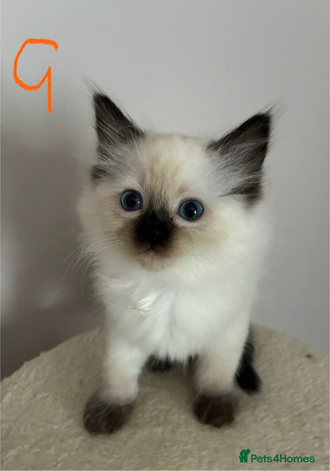 Ragdoll cats for sale: Pure Ragdoll Kittens *Ready for their new home* - Image 22