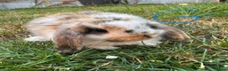 Mini Lop rabbits for sale: Mini Lop Rabbits For Sale  - Advert 3