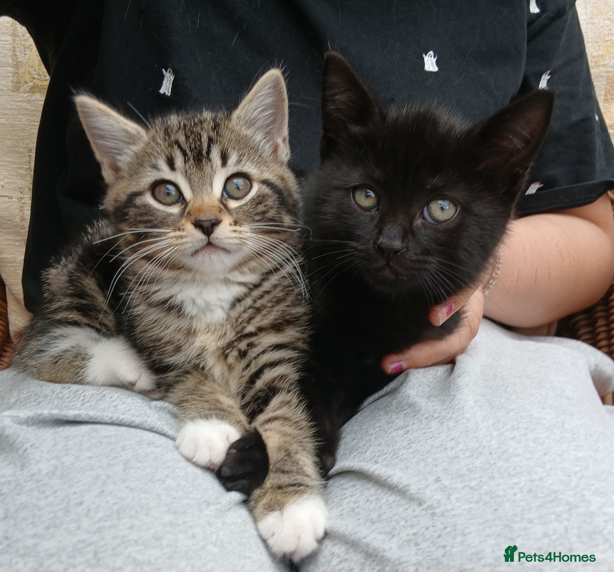 Mixed Breed cats British Blue mixed kittens - Advert 2