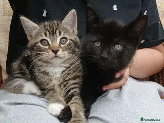 Mixed Breed cats British Blue mixed kittens - Advert 16
