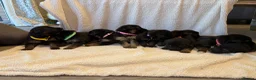 German Shepherd dogs for sale: German shepherd puppies  in Leyland - Advert 10