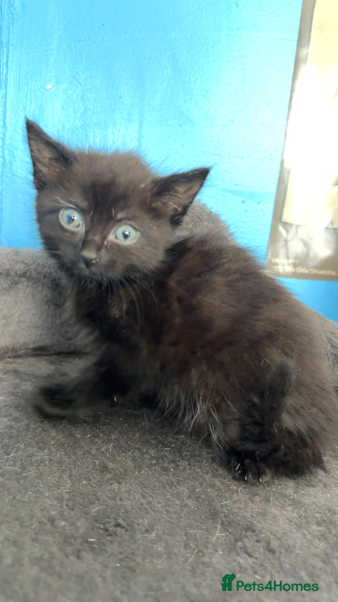 Mixed Breed cats for sale: 2 beautiful black kittens  - Image 2