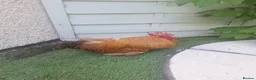 Chickens poultry for sale: APHA registered hatching eggs  CHICKS available  - Advert 3