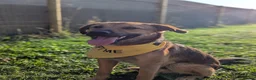 Mixed Breed dogs for sale: Marius is looking for his forever home 💙  in Manchester - Advert 7