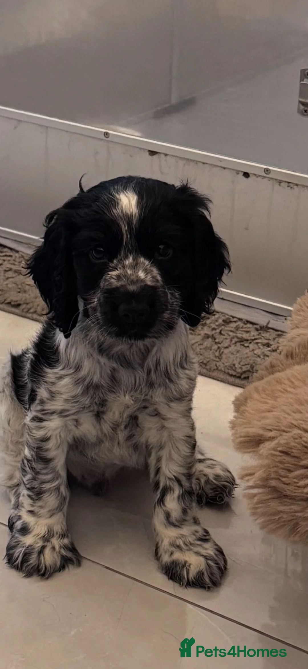 Cocker Spaniel dogs for sale: Blue roan show cocker spaniel puppies  - Advert 14