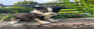 Border Collie Puppy 1
