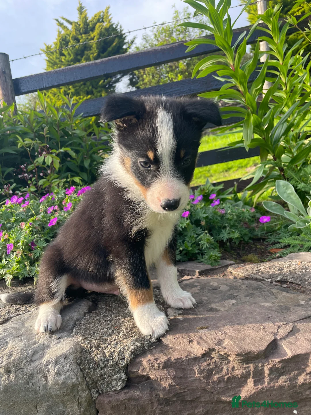 Border Collie dogs for sale: 6 Adorable Border Collie Puppies  in Brecon - Advert 2
