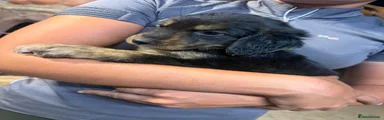 Golden Mountain Dog 