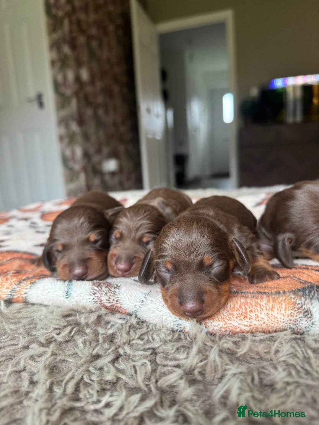 Miniature Dachshund dogs for sale: True Miniature Dachshund Puppies - Advert 23