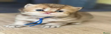 British Longhair Kitten 2