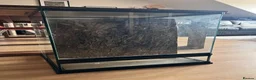 Gecko reptiles for sale: Zoomed 45x45x60cm Terrarium/Reptile Enclosure in Huntingdon - Advert 3