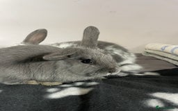 French Lop rabbits for sale: Blue French lopXDutch baby rabbits ready to go now - Image 18
