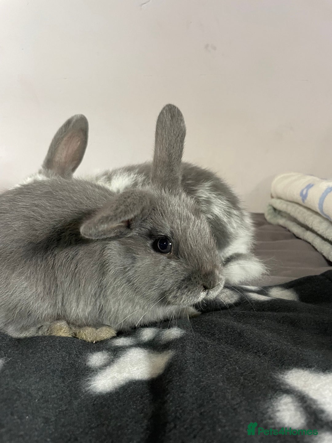 French Lop rabbits for sale: Blue French lopXDutch baby rabbits ready to go now - Image 18