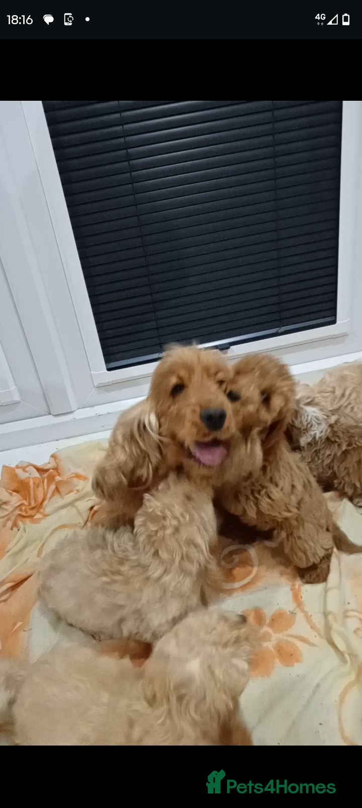 Cockapoo dogs Cockapoo puppies 😍 - Advert 2