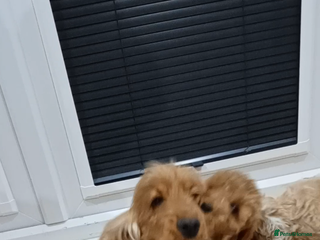 Cockapoo dogs Cockapoo puppies 😍 - Advert 5