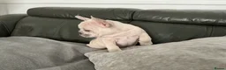 French Bulldog dogs for sale: French bulldog puppies are ready for a new home  - Advert 6