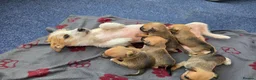 Jack Russell dogs for sale: Beautiful Puppies Jack Russell  - Advert 16