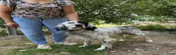 English Setter dogs for adoption: Roy   in Alfreton - Advert 3