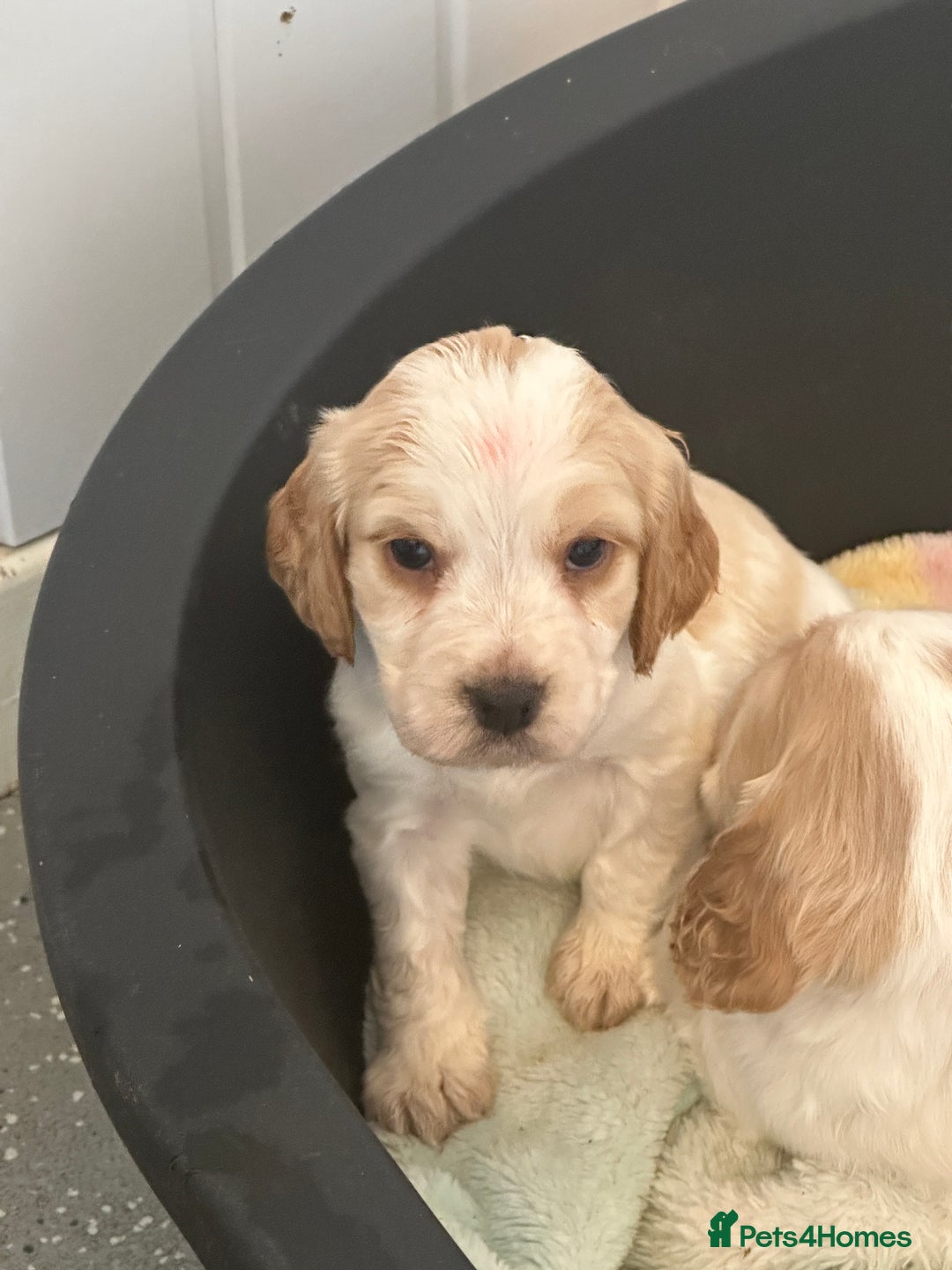 Cocker Spaniel dogs for sale: 1 boy available orange roan  - Advert 14