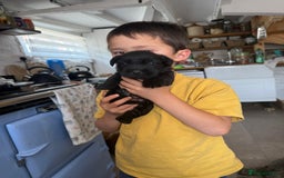 Glen of Imaal Terrier dogs for sale: Glen of Imaal terrier puppies - Image 3