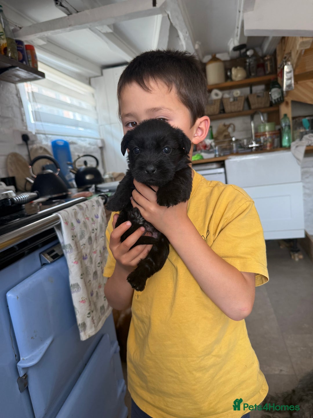Glen of Imaal Terrier dogs for sale: Glen of Imaal terrier puppies - Image 3