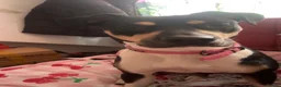 Mixed Breed dogs for sale: Sirus  - Advert 2