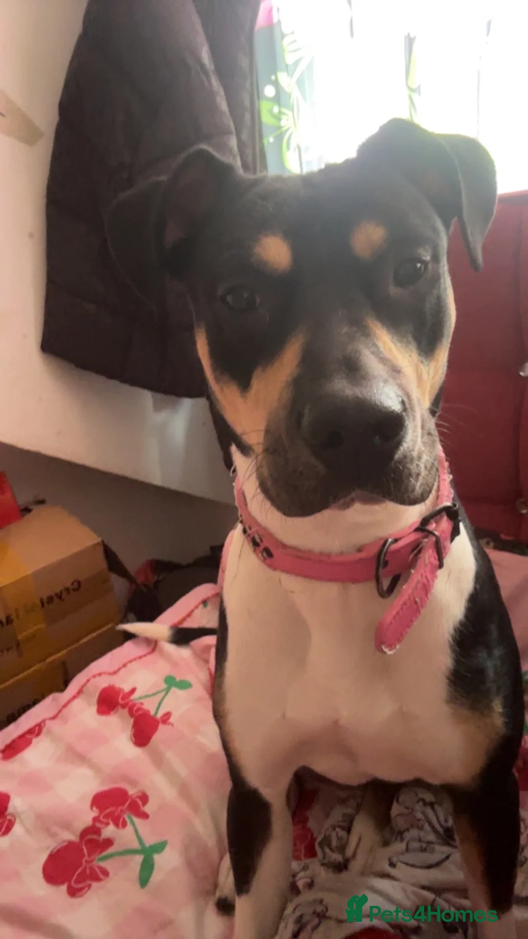 Mixed Breed dogs for sale: Sirus  - Advert 2