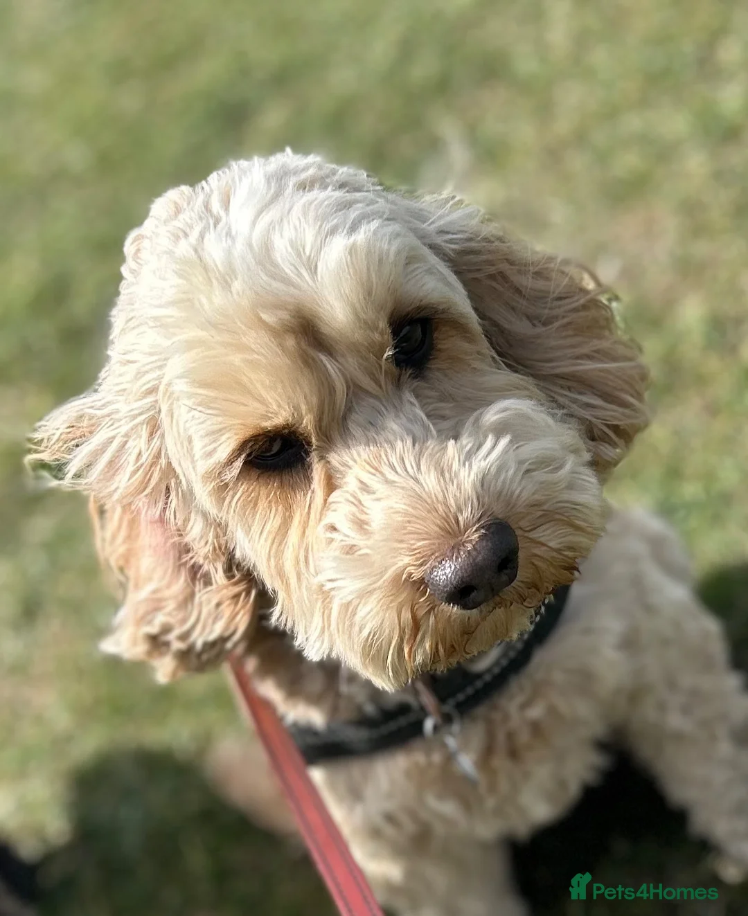Cockapoo dogs for sale: Cockapoo, apricot, 6yrs - Advert 2