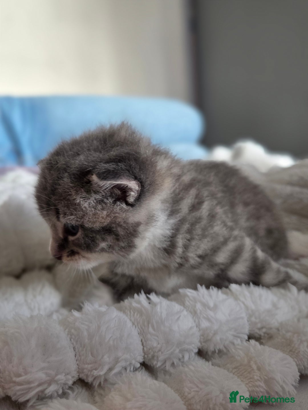 Brazilian Shorthair cats for sale: British shorthair/ domestic - Image 8