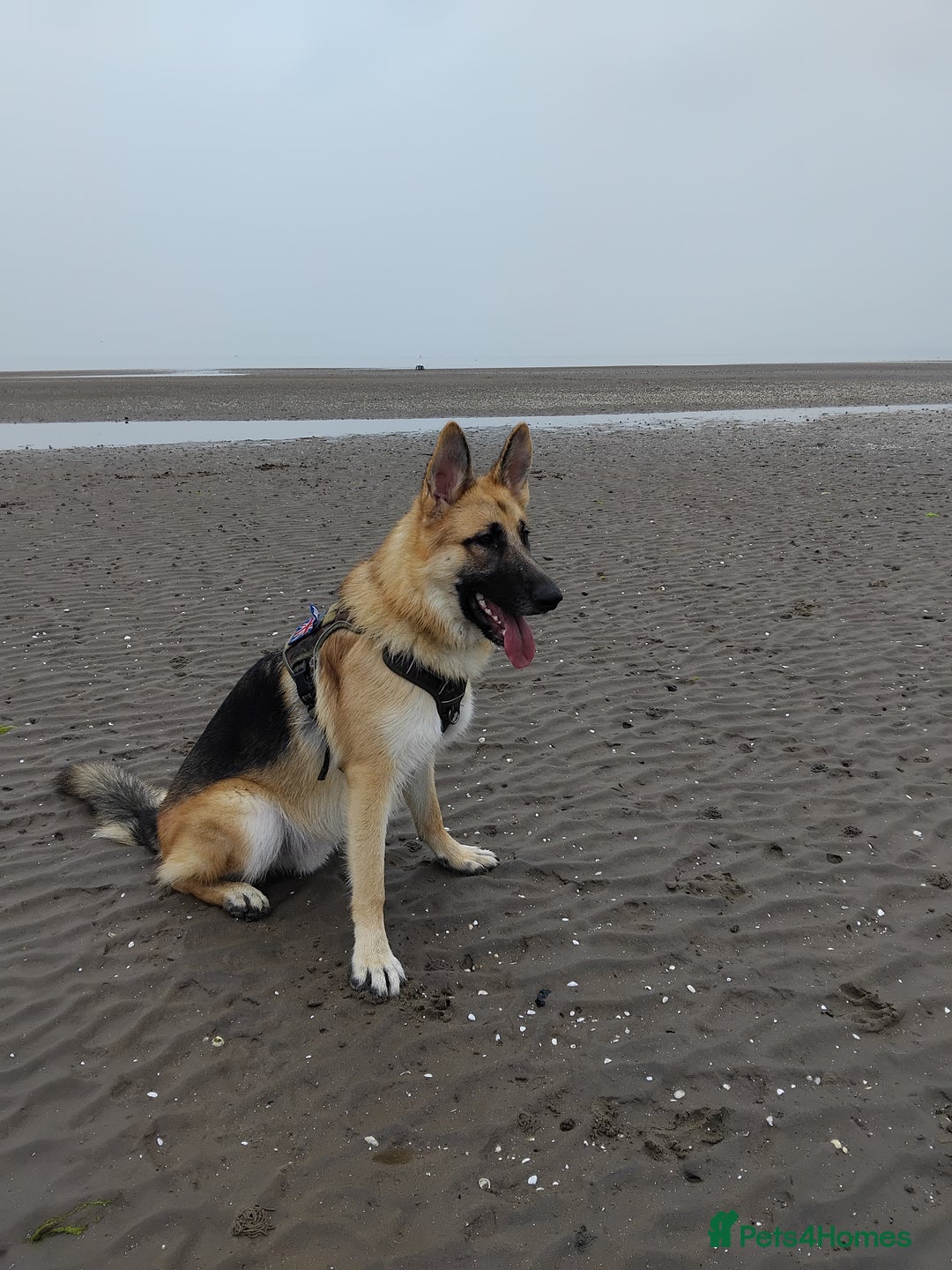 German Shepherd dogs for stud: Ragnar the German Shepherd stud - Advert 3