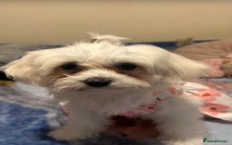 Mixed Breed dogs for sale: Lovely Female Bichon Maltese  - Image 1