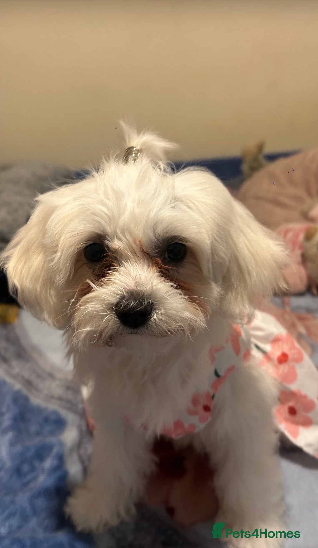 Mixed Breed dogs for sale: Lovely Female Bichon Maltese  - Image 1