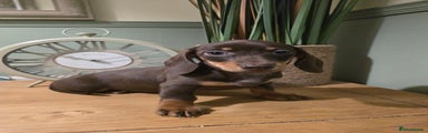 Miniature Dachshund Puppy 2
