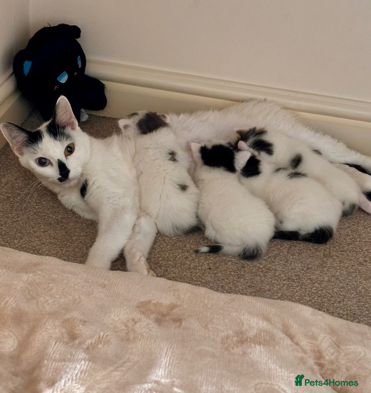 Mixed Breed cats Four beautiful kittens available  - Advert 3