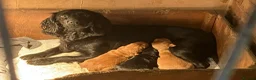 Cocker Spaniel dogs for sale: Legally docked cockers  - Advert 2